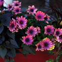 Flower Boxes  